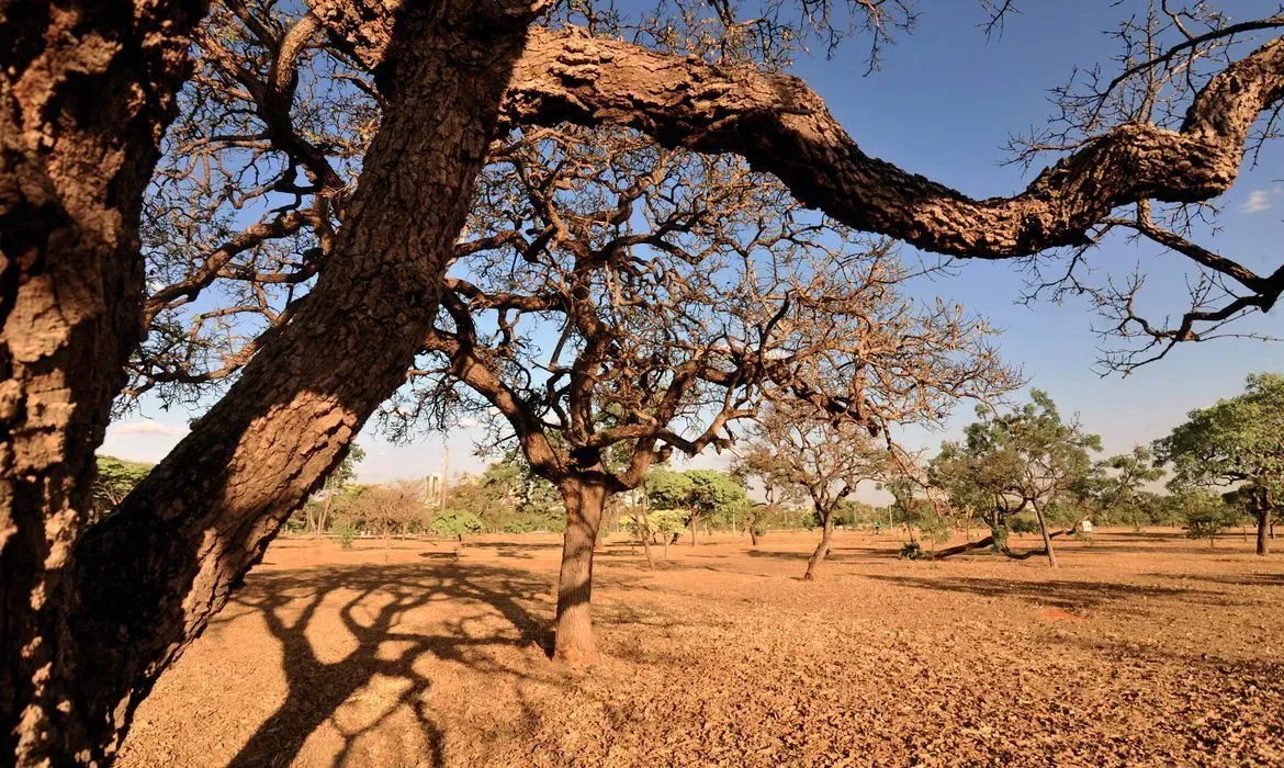 Cerrado sustentável: Cerrado brasileiro pode gerar U$72 Bilhões ao PIB Brasileiro