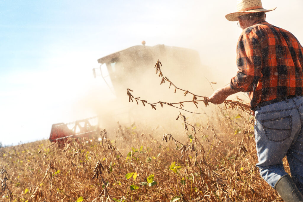 senior farmer in soybean field supervises the harv 2023 11 27 04 48 56 utc